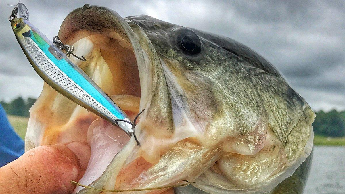 ripstop-mouth-bass.jpg