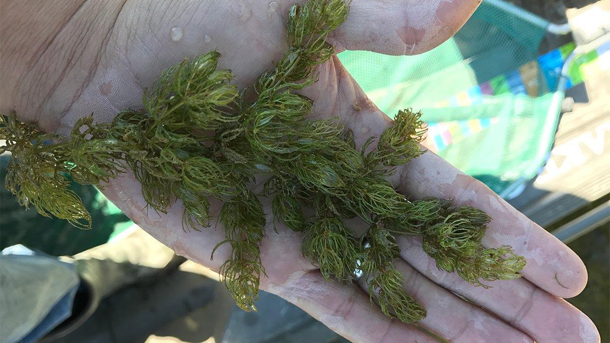 5 Submerged Grasses That Hold Big Bass
