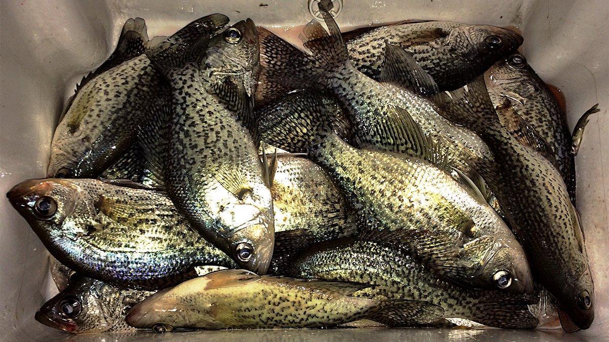 Lew’s Mr. Crappie Monofilament Line Review