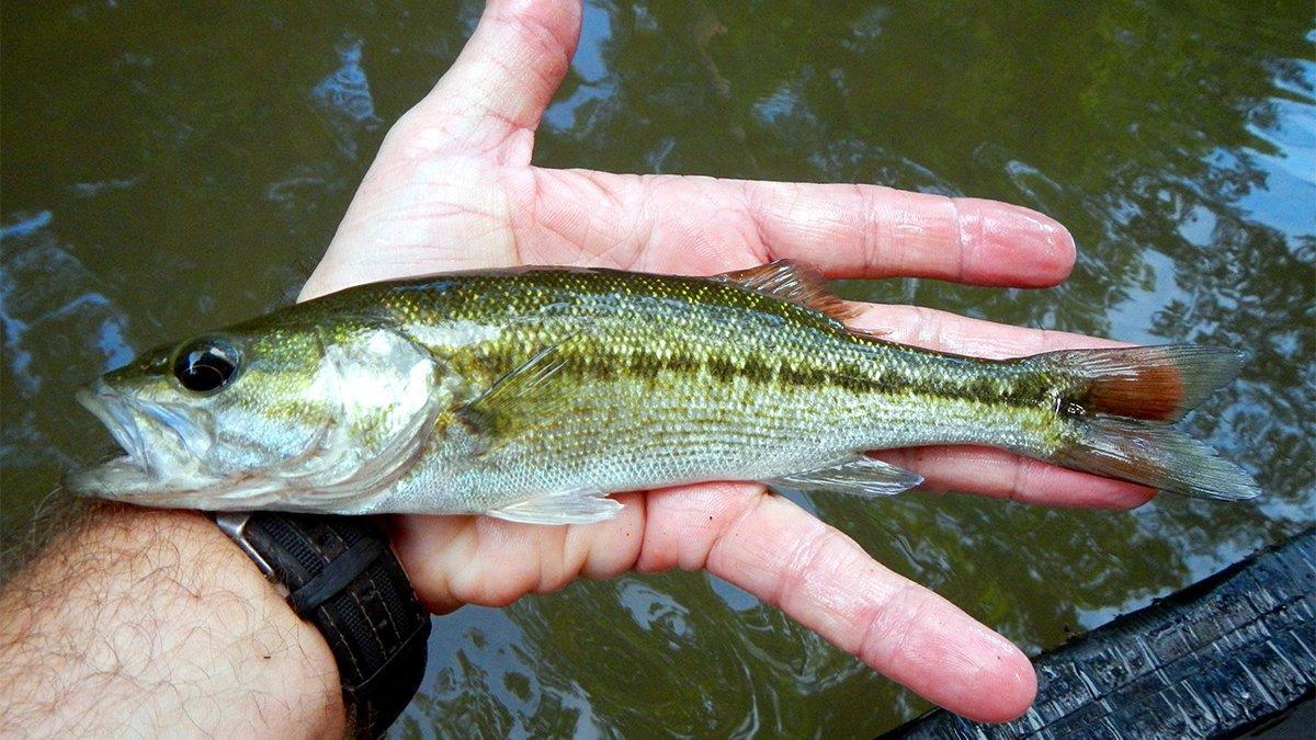 How To Identify All 9 Species Of Black Bass