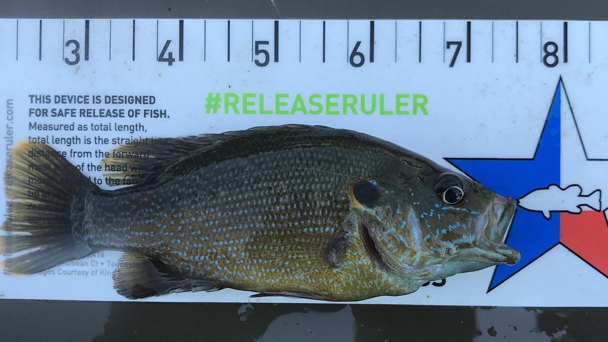 green-sunfish.jpg