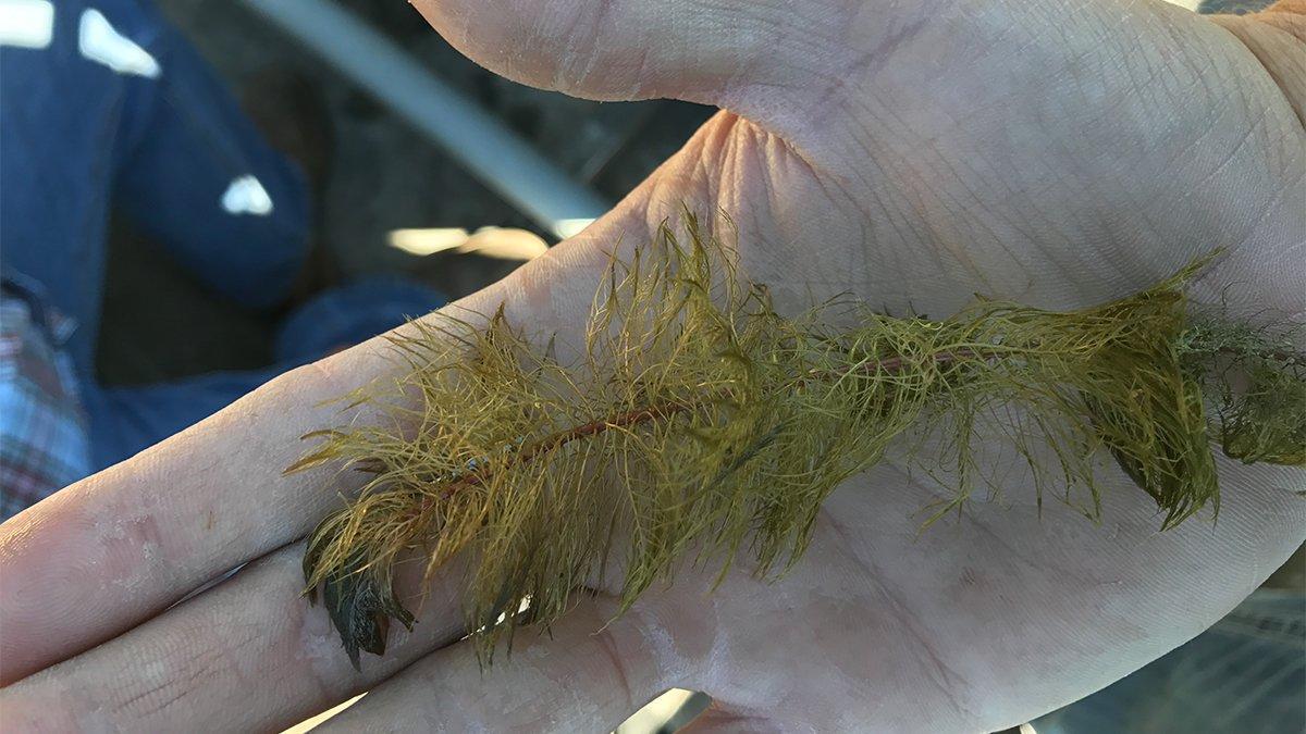 5 Submerged Grasses That Hold Big Bass