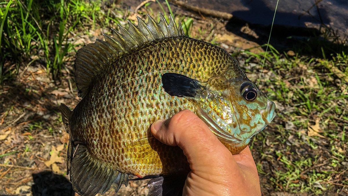 Lew’s Mr. Crappie Monofilament Line Review