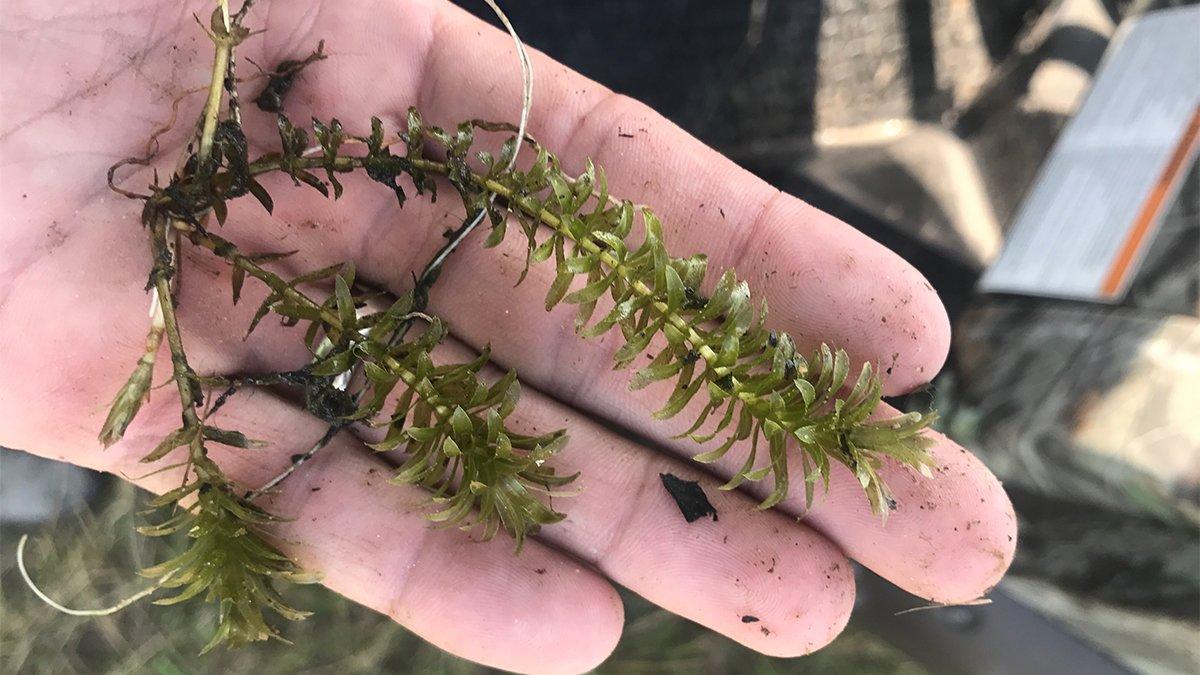 5 Submerged Grasses That Hold Big Bass