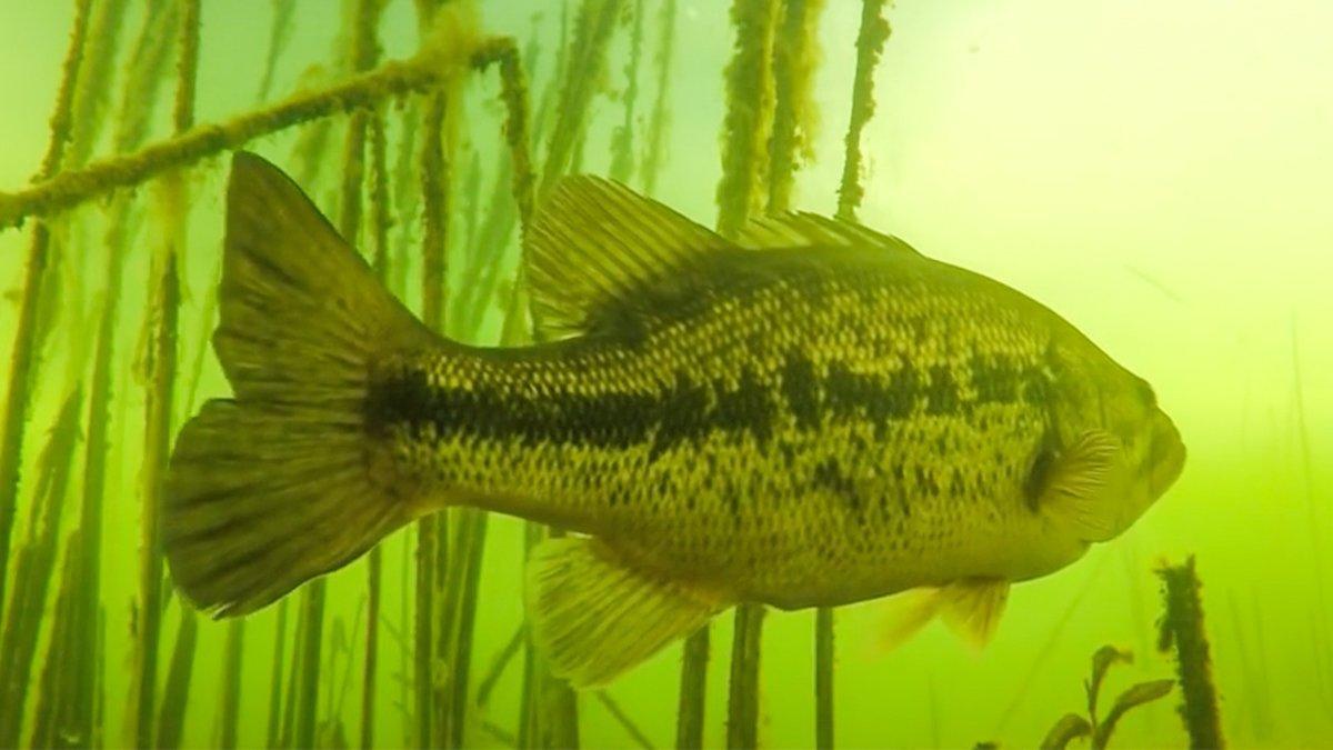 bass facts wired2fish probably know swimming didn