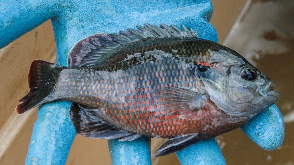 redspotted-sunfish.jpg