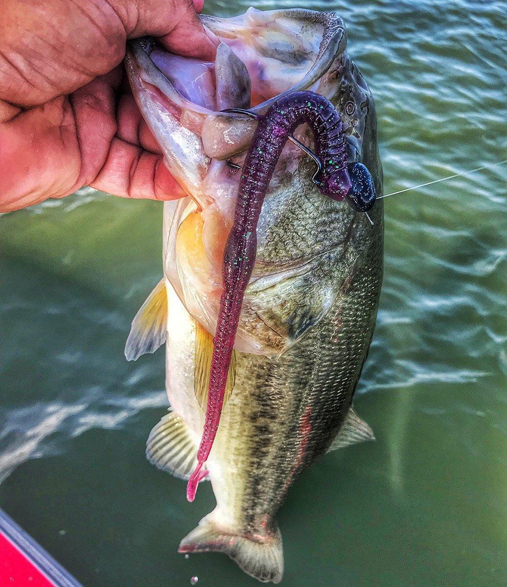 jointed-structure-head-bass.jpg
