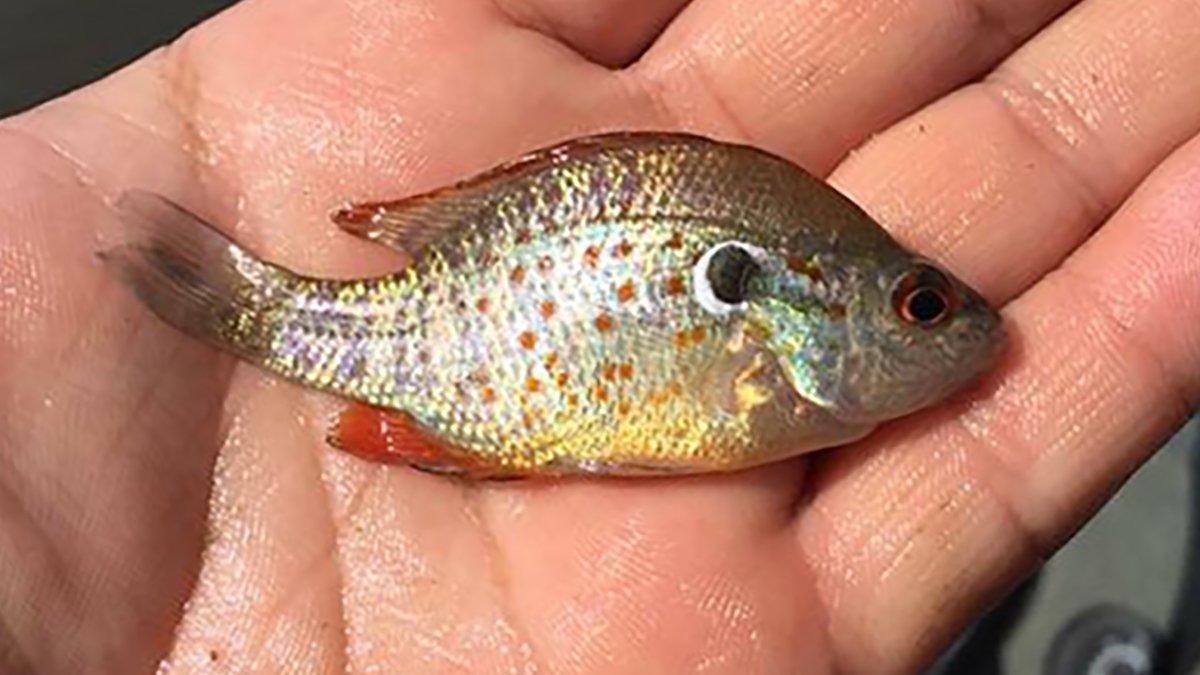 8 Commonly Misidentified Sunfish Species Wired2fish Com