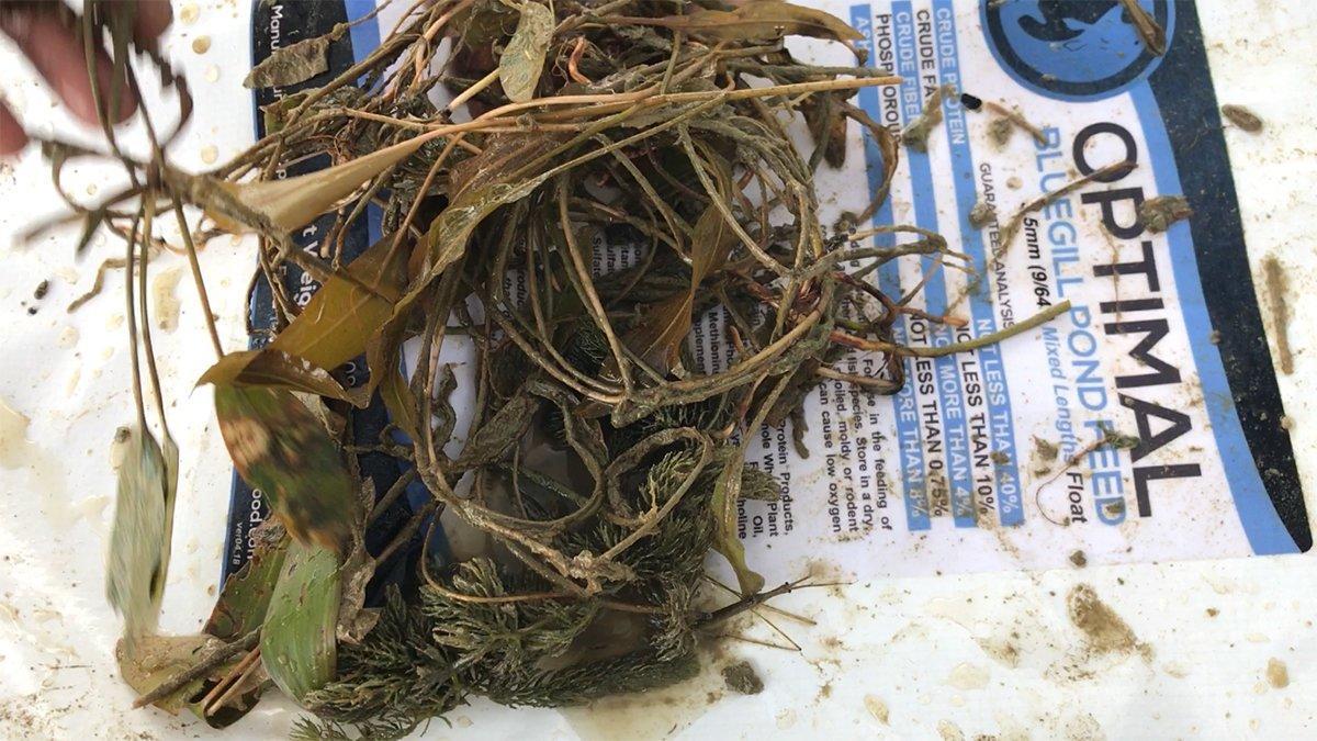 5 Submerged Grasses That Hold Big Bass