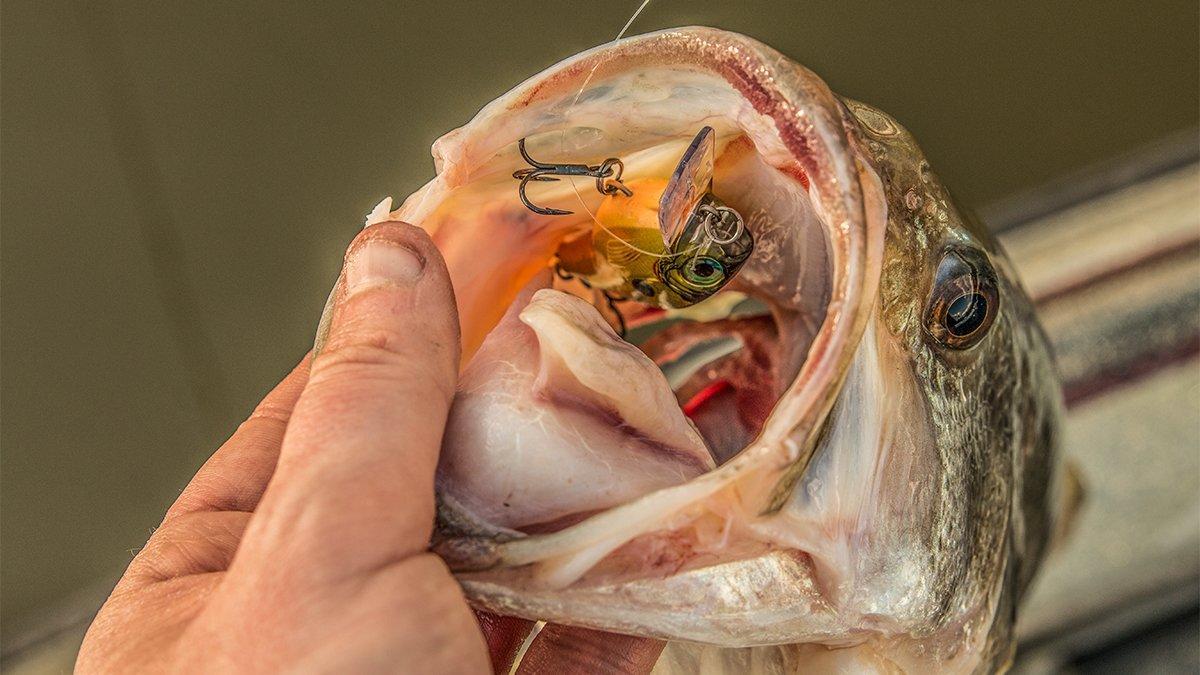 Rapala BX Brat Crankbait Review
