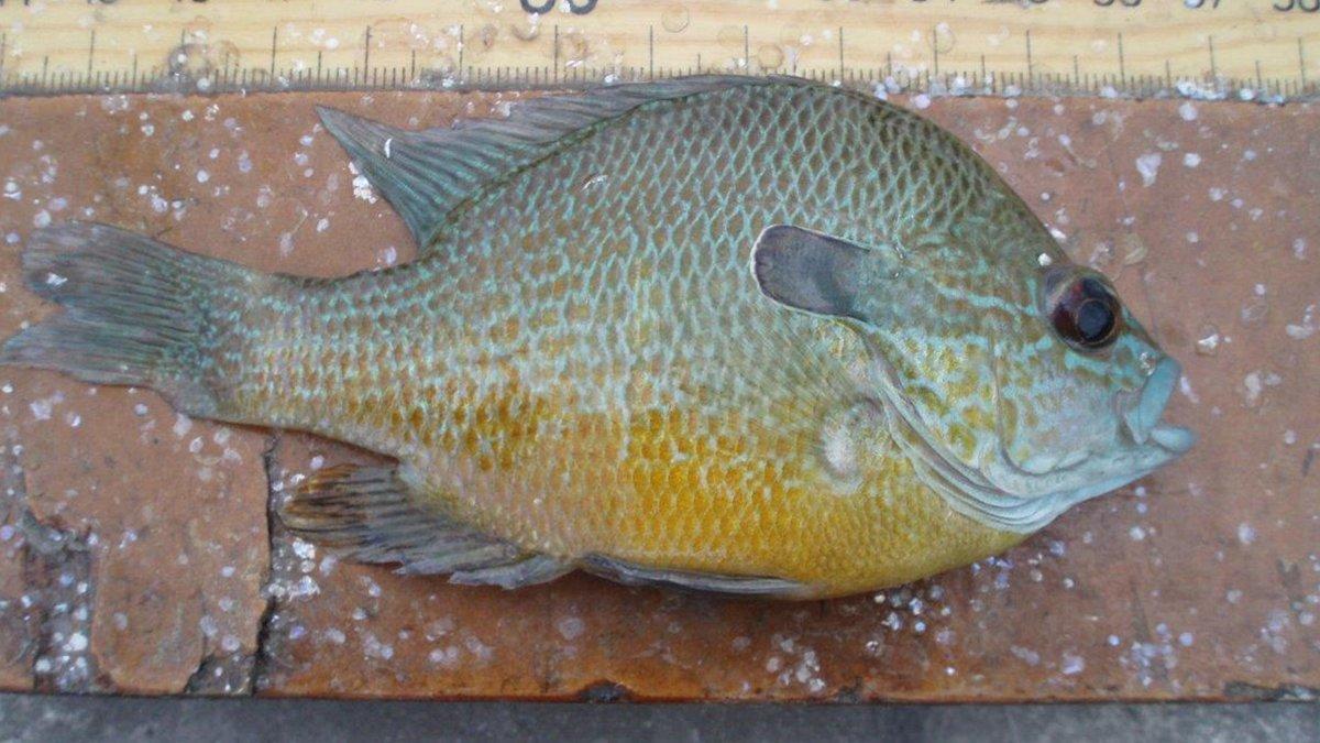 longear-sunfish.jpg