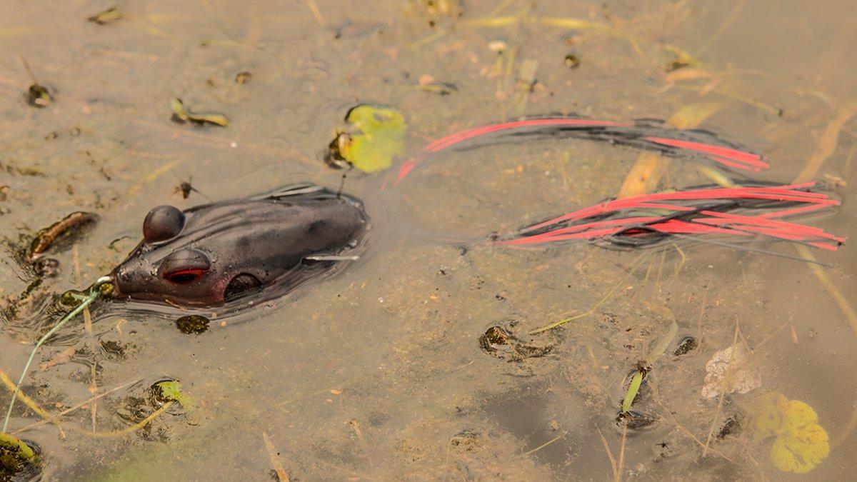 4 Topwater Lures You'll Need this Fall