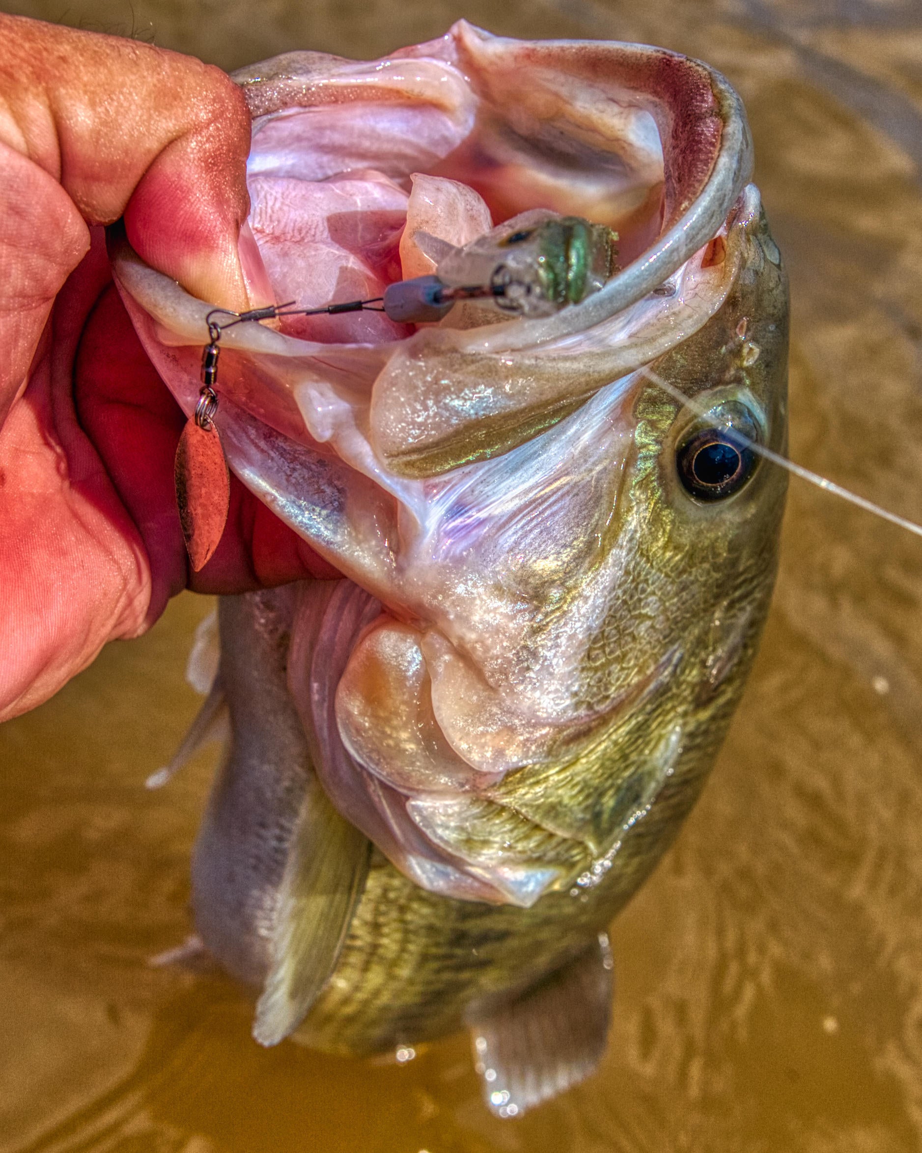 baby-baby-boom-bass.jpg