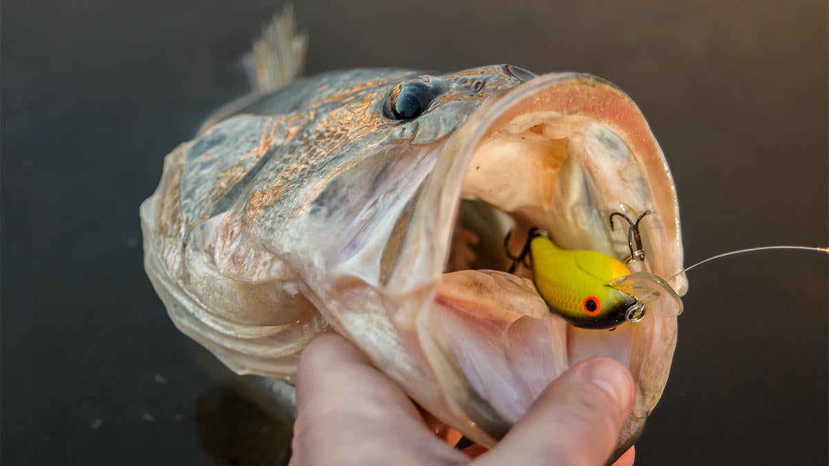 bandit-100-crankbait-catches-bass.jpg
