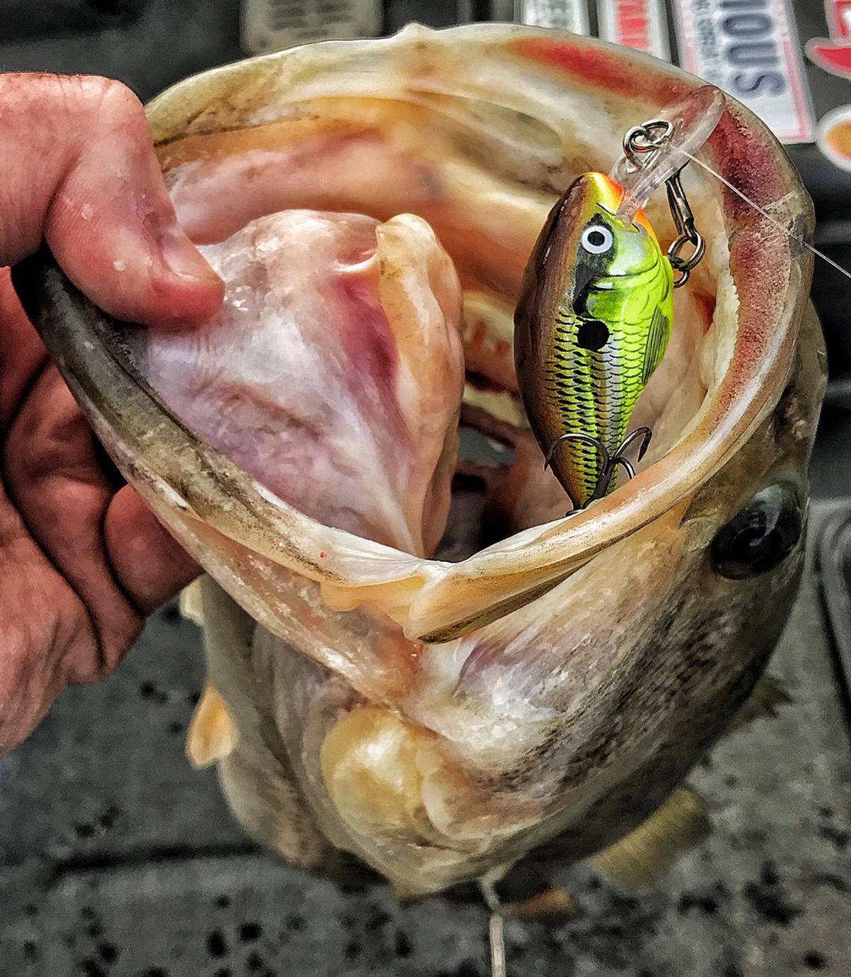 rapala-dt-4-crankbait-catches-bass.jpg