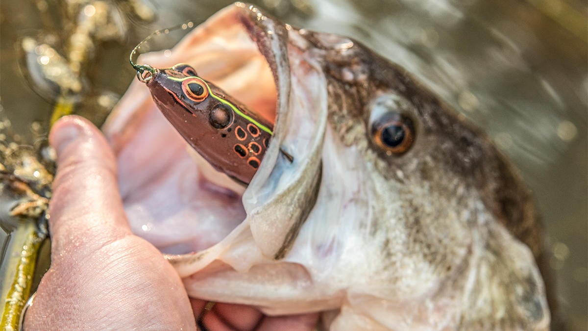 booyah-pad-crasher-catches-bass.jpg