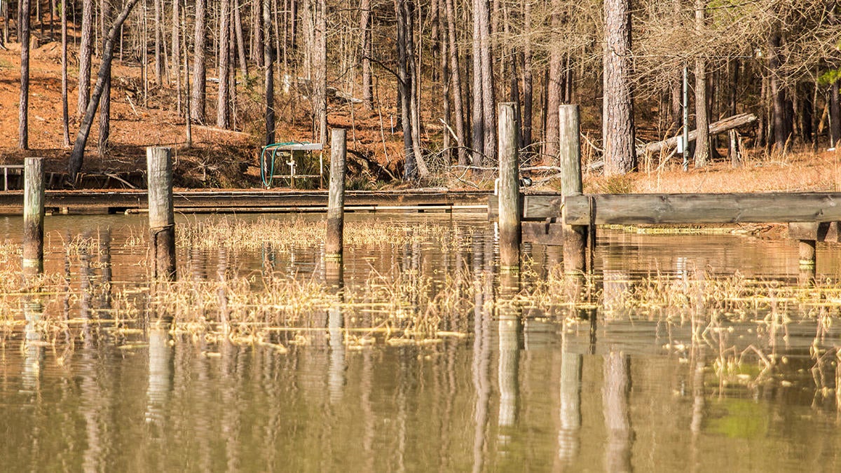 dock-grass.jpg