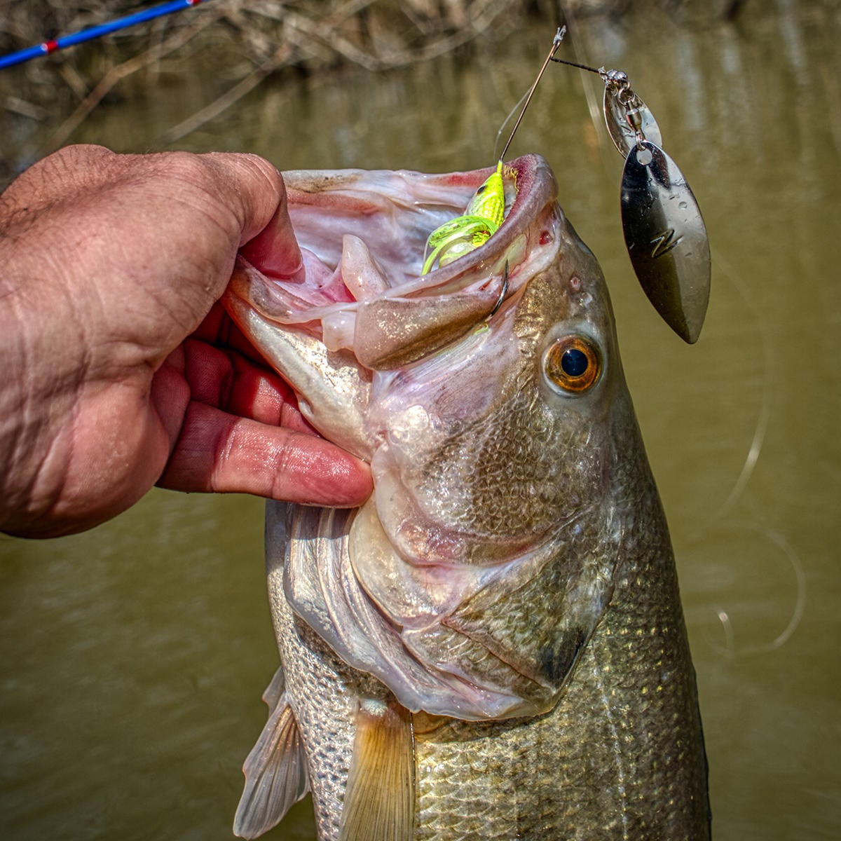 spinnerbait-bass-warming-pocket.jpg
