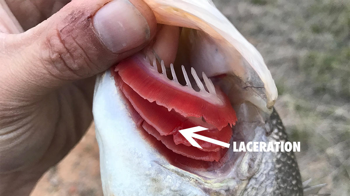 Pouring Soda On Fish Gills Does It Actually Work Wired2fish Com
