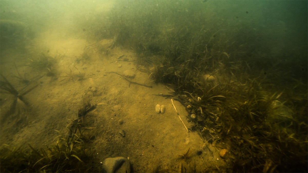 grass-bottom-composition.jpg