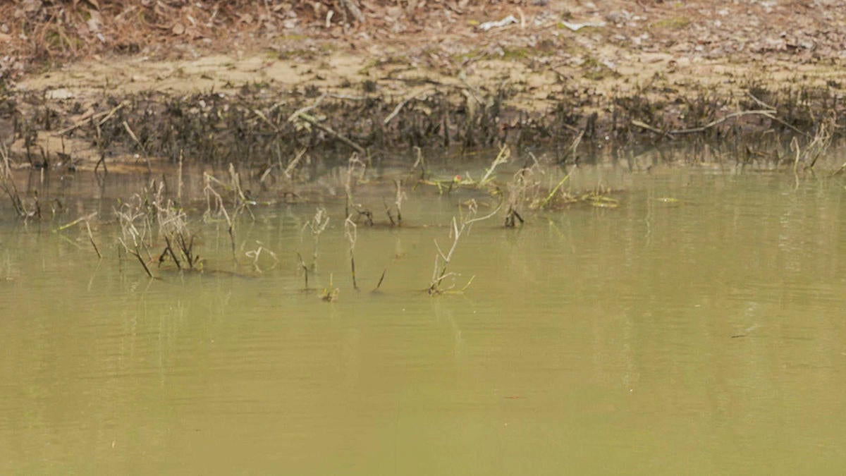 low-water-grass.jpg