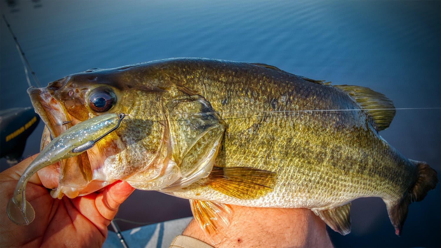 Storm Largo Shad Swimbait for Bass Fishing Tackle Review - Wired2Fish.com