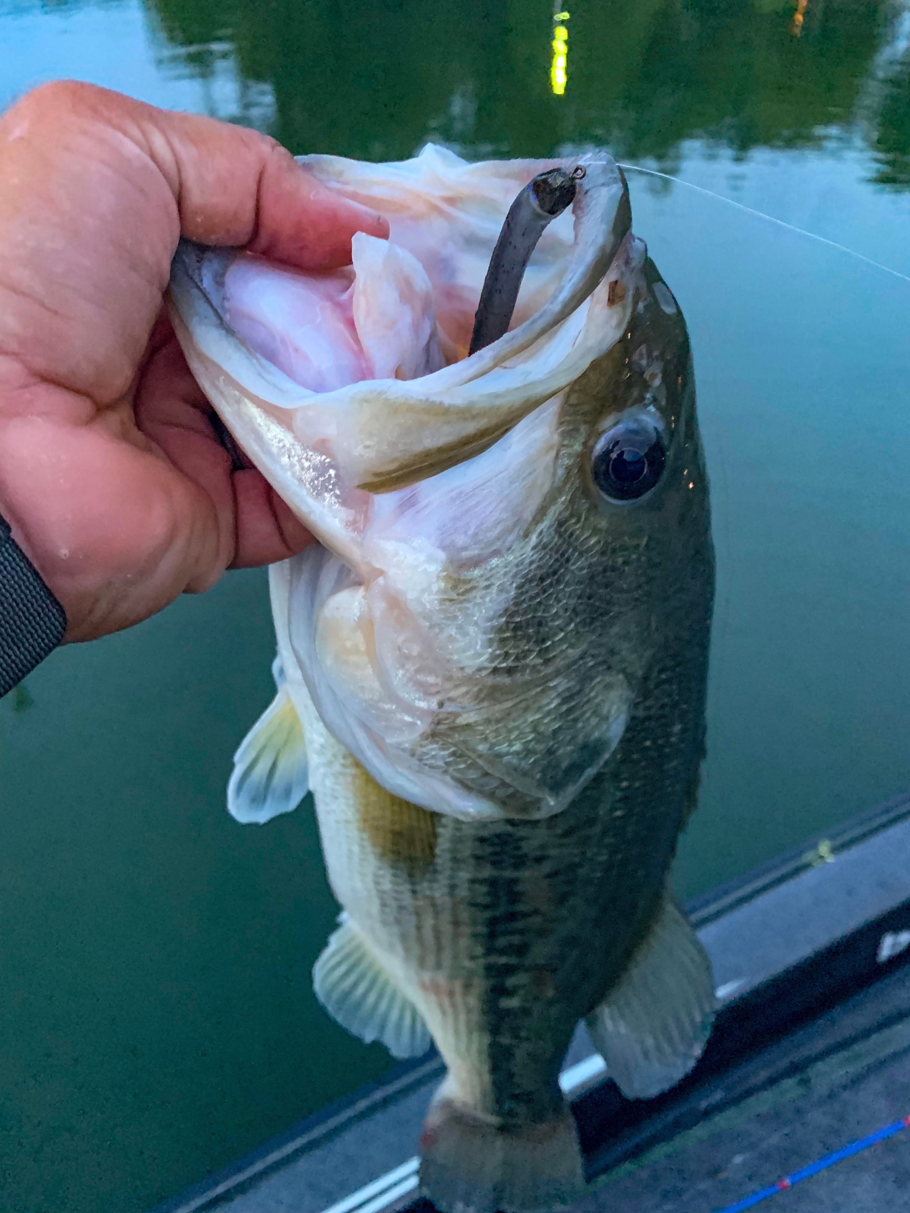 zoom-beatdown-big-bass.jpg