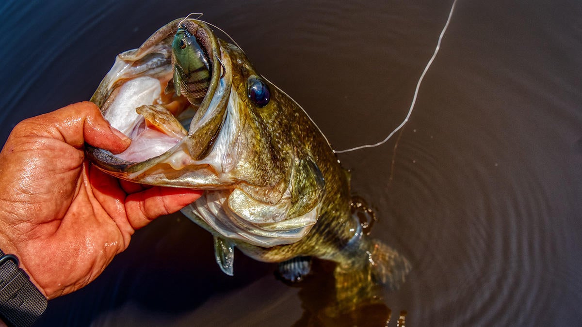 savage-gear-bluegill-swallowed-1200px.jpg