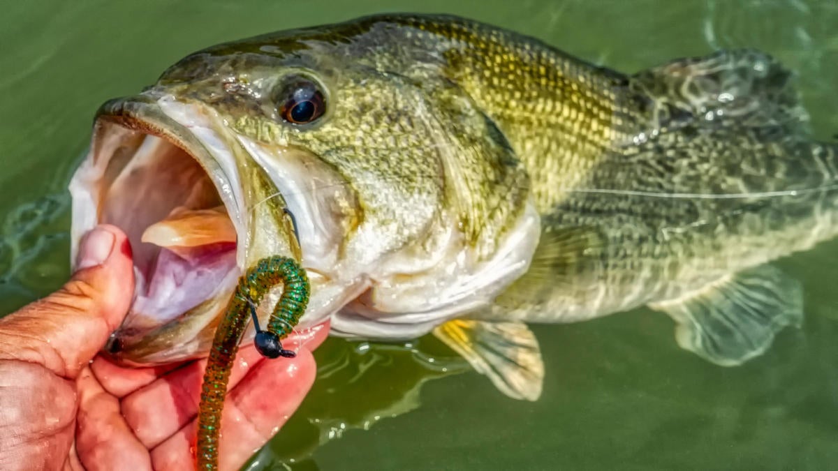 woo-tungsten-shaky-head-catches-bass.jpg