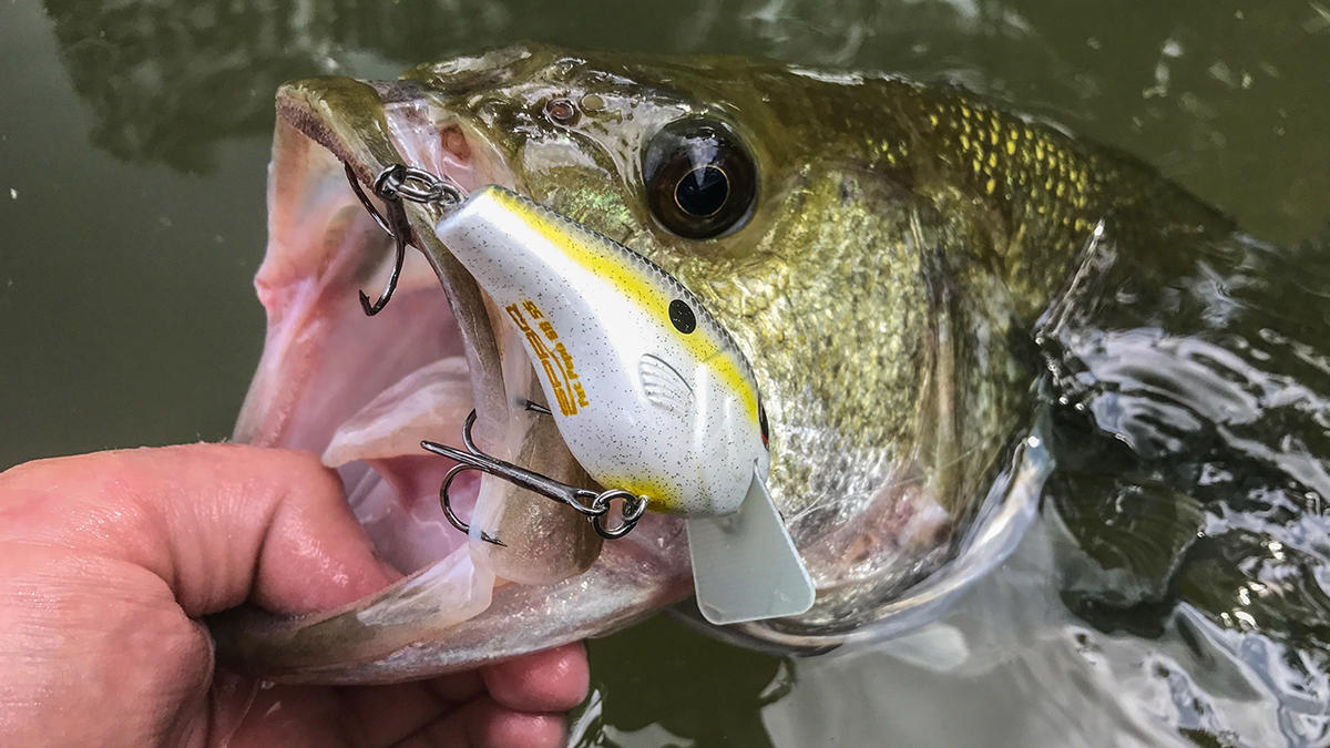 spro-fat-papa-squarebill-fish-catch.jpg
