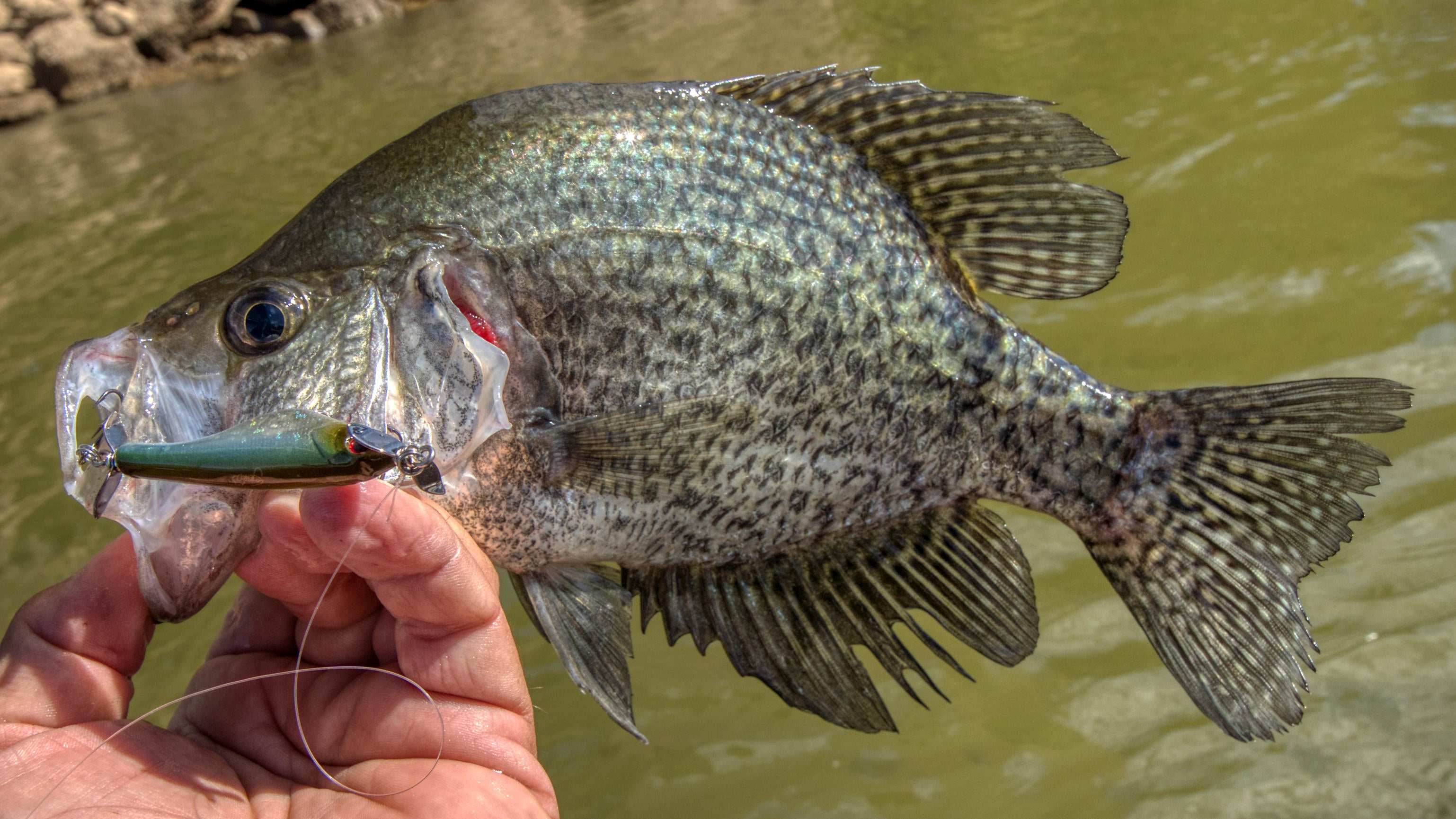 shinobi-shad-crappie.jpg