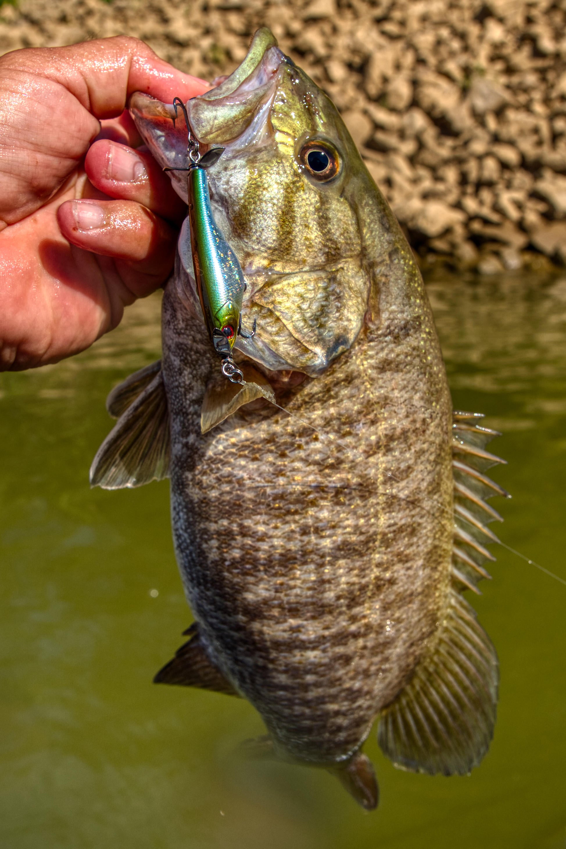 shinobi-shad-smallmouth.jpg