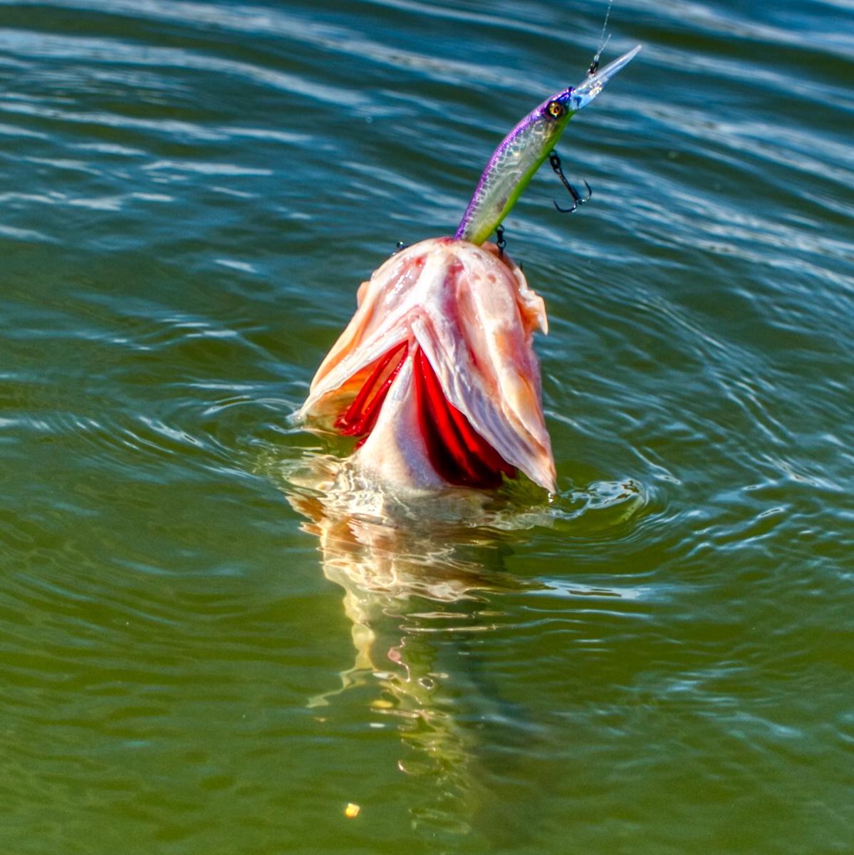 megabass-110plus2-bass-bait.jpg
