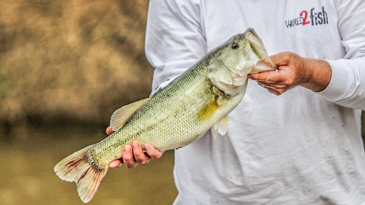 how-to-catch-bass-when-theyre-not-biting-2.jpg