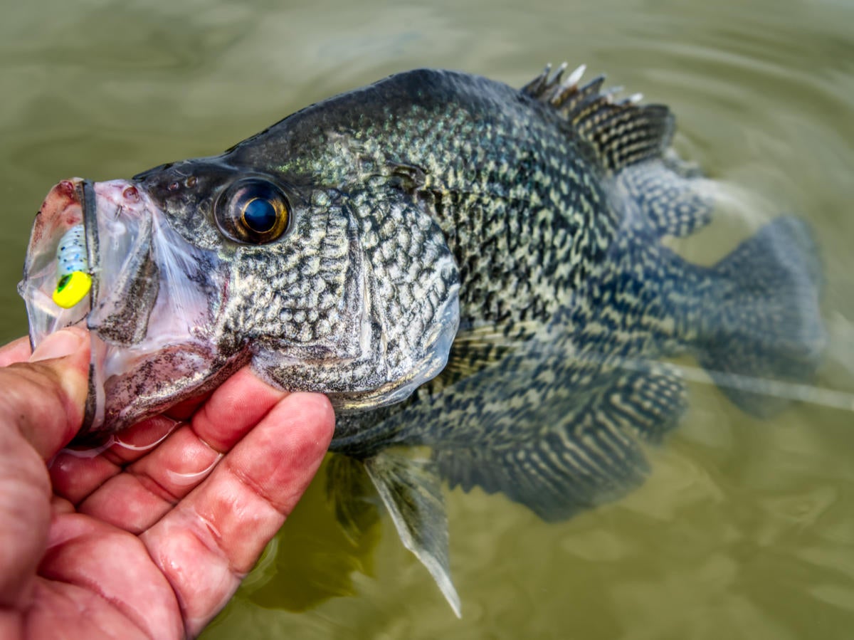 Top 25 Crappie Fishing Destinations in America