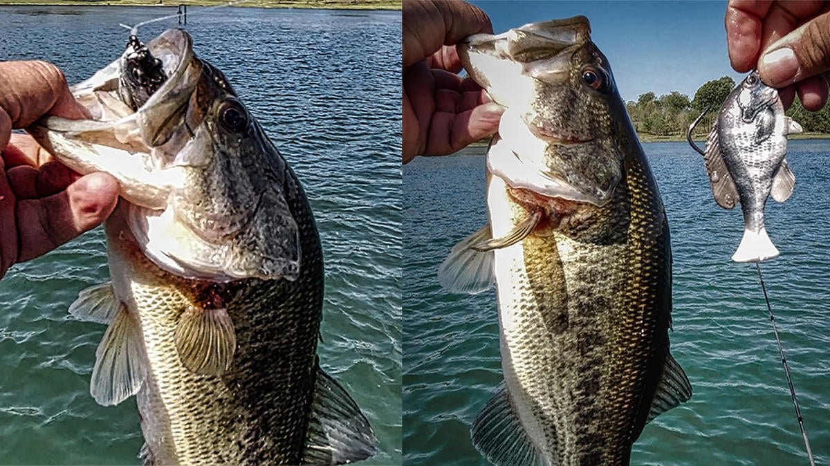 jason-pulse-tail-bass-mouth.jpg