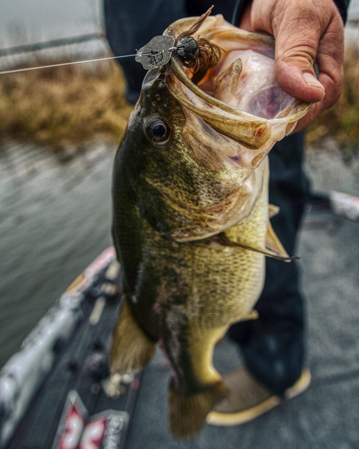 thunder-cricket-prototype-bass.jpg