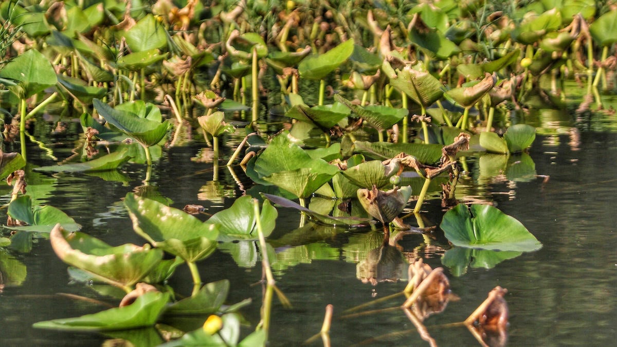 best-baits-for-bass-fishing-in-lily-pads-2.jpg