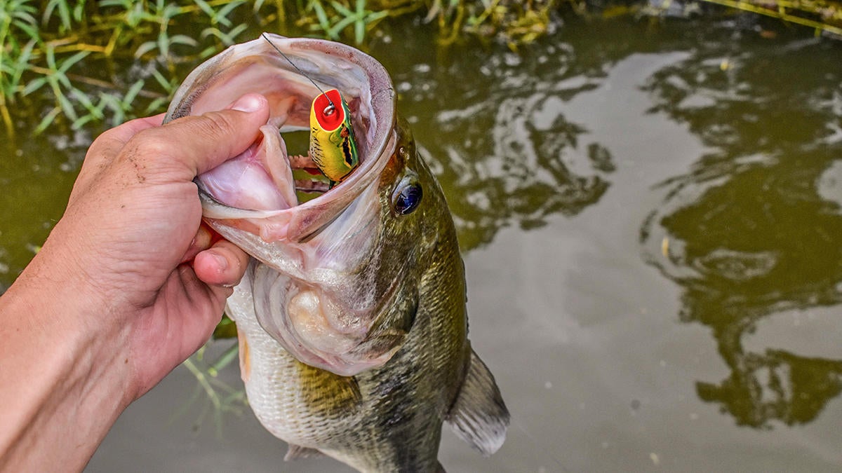 5 Huge Misconceptions about Fall Bass Fishing - Wired2Fish.com