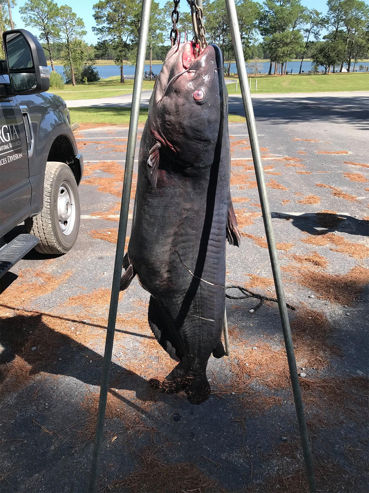 Giant Catfish Breaks State Record - Wired2Fish.com