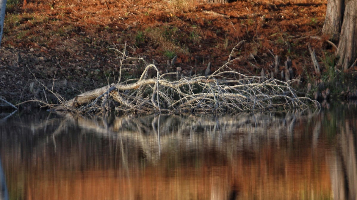 bass-fishing-trees-2.jpg