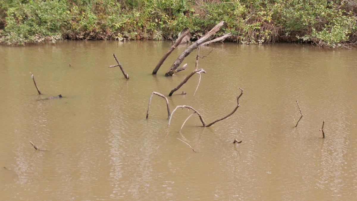 bass-fishing-trees-3.jpg
