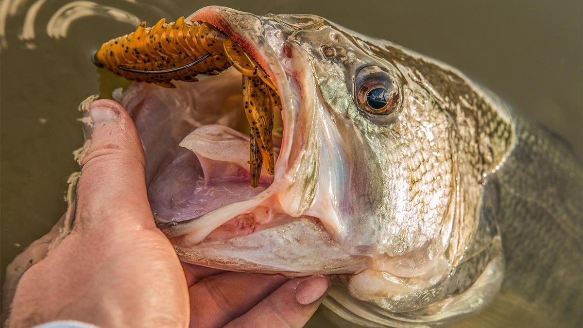 winter-bass-fishing-tips-for-co-anglers-4.jpg