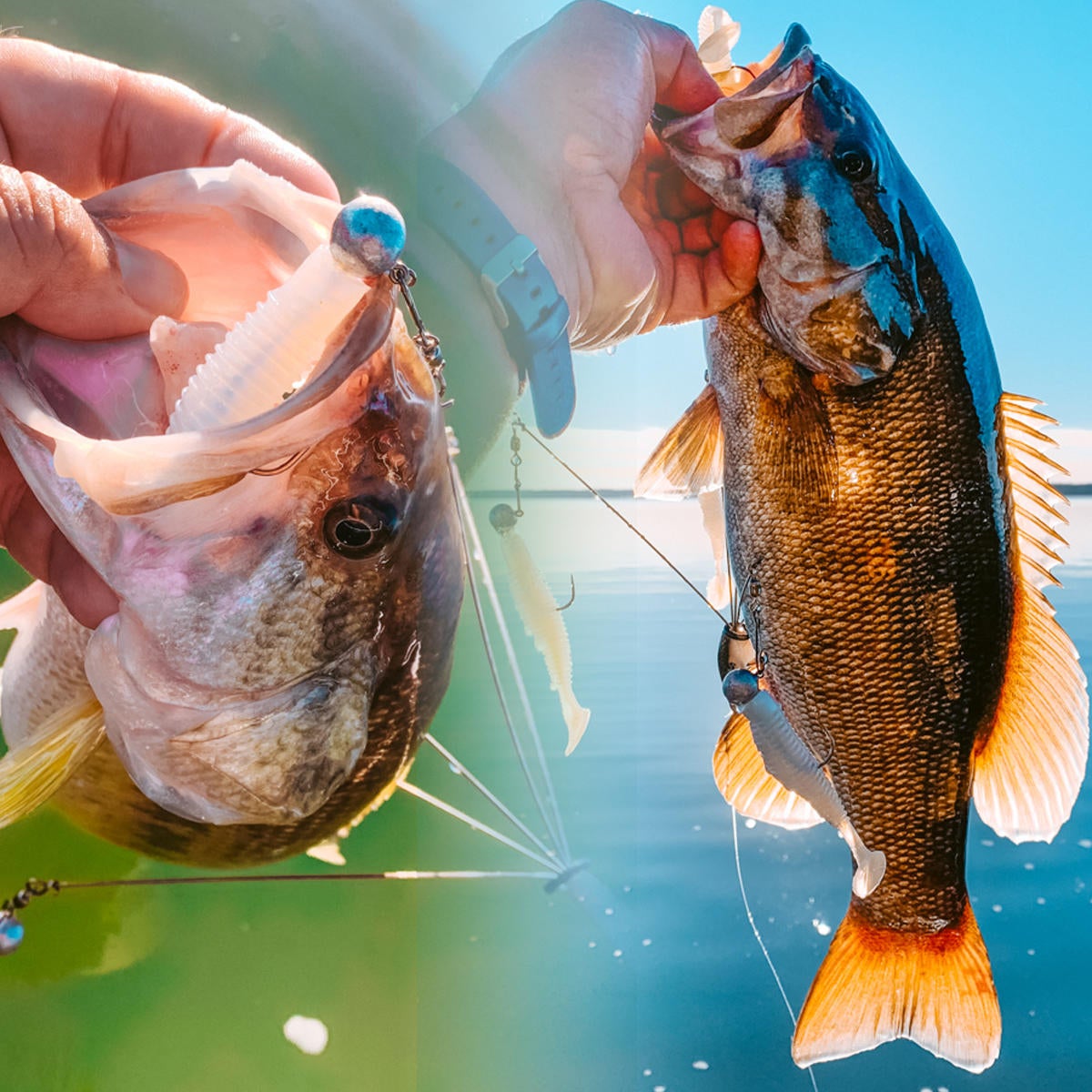 smallmouth-tackle-hd-swimmer.jpg