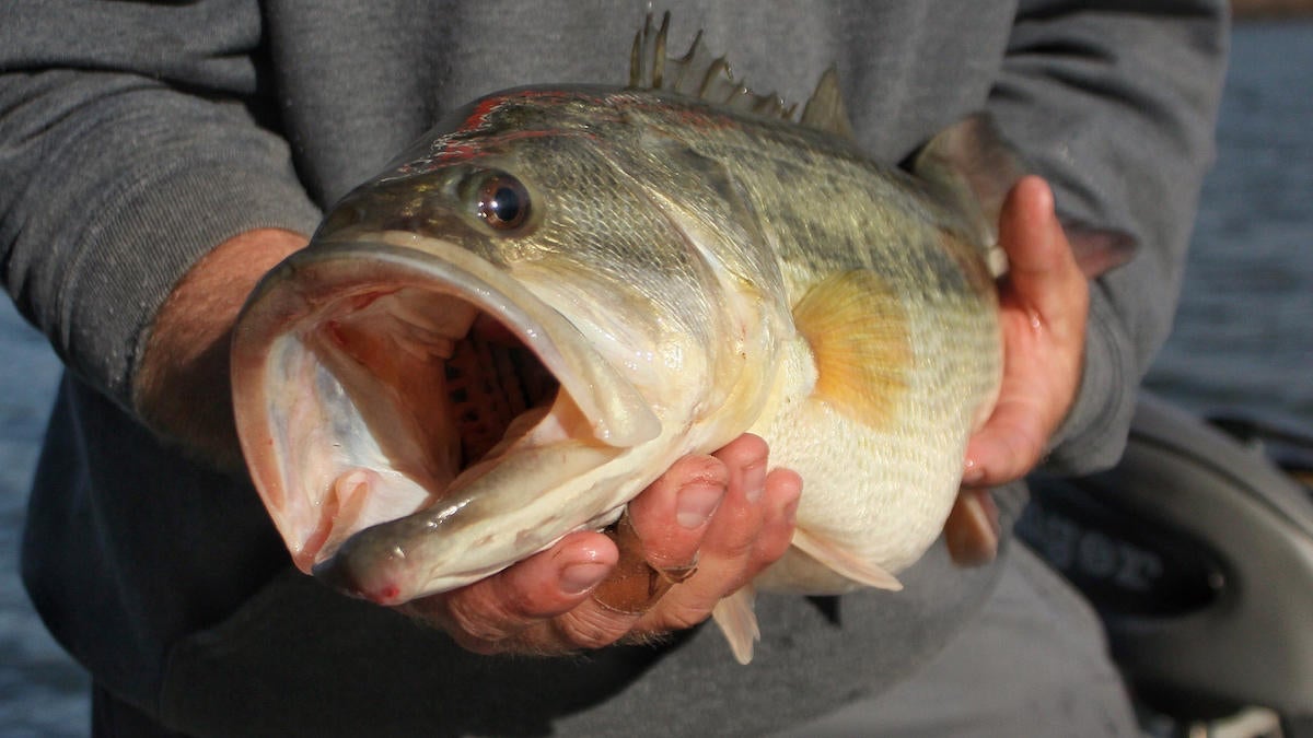 new-bass-fishing-baits-confidence-6.jpg