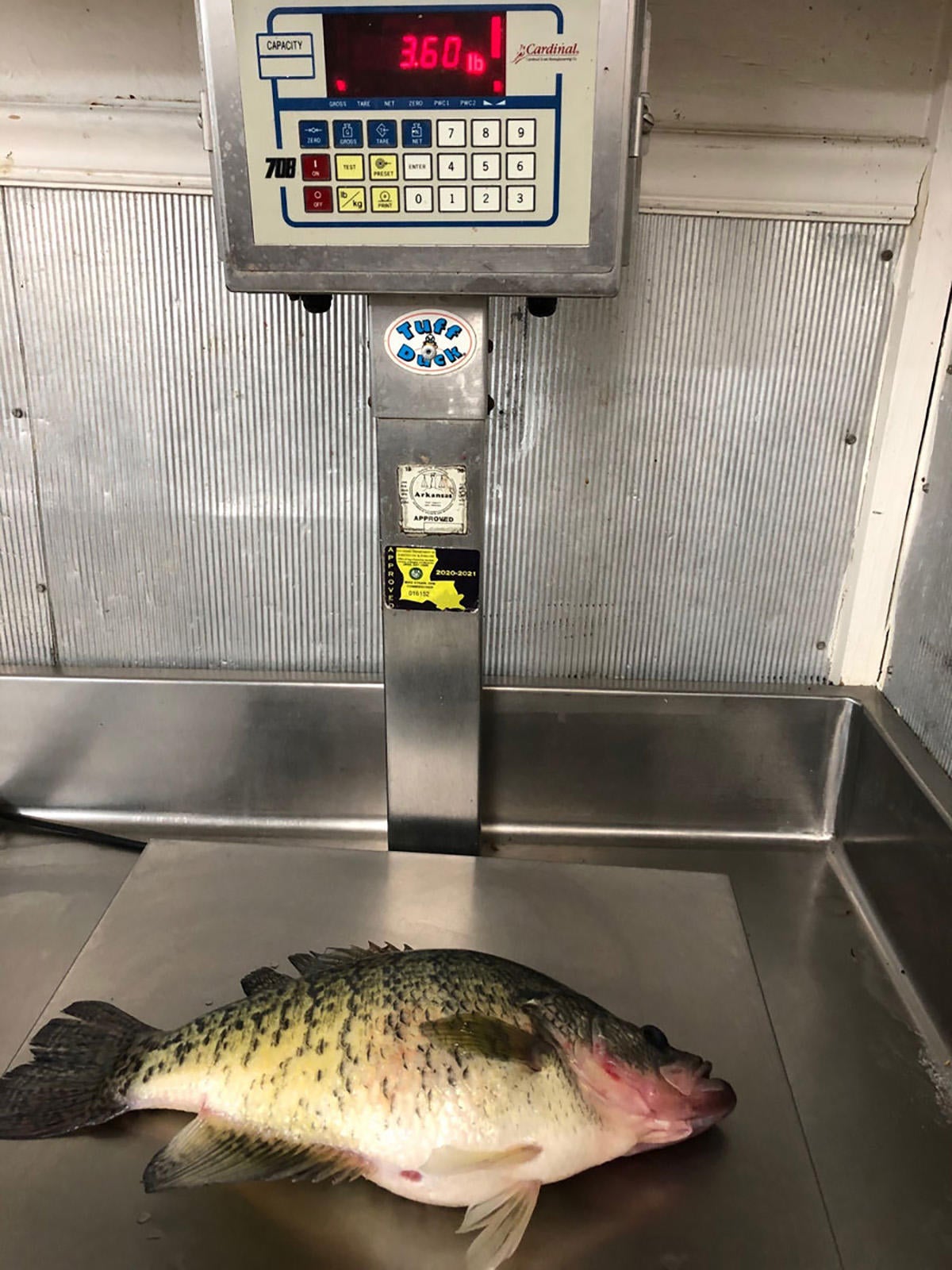 Two Nearly Record Crappie Caught In Louisiana Wired2fish Com