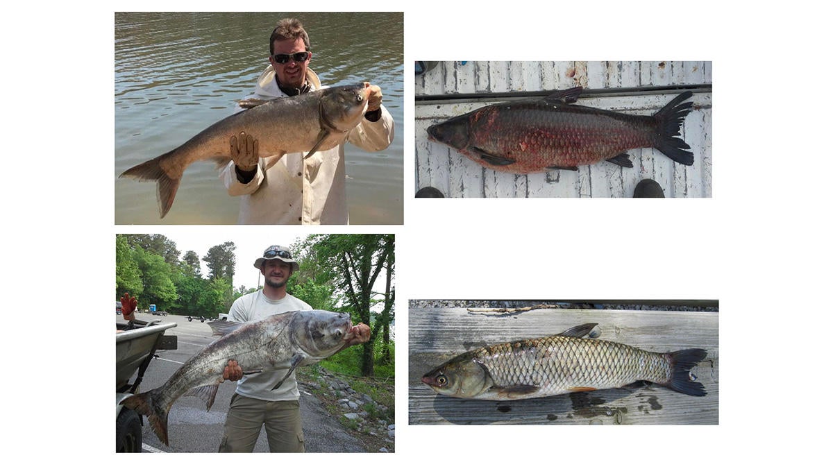 invasive-asian-carp.jpg