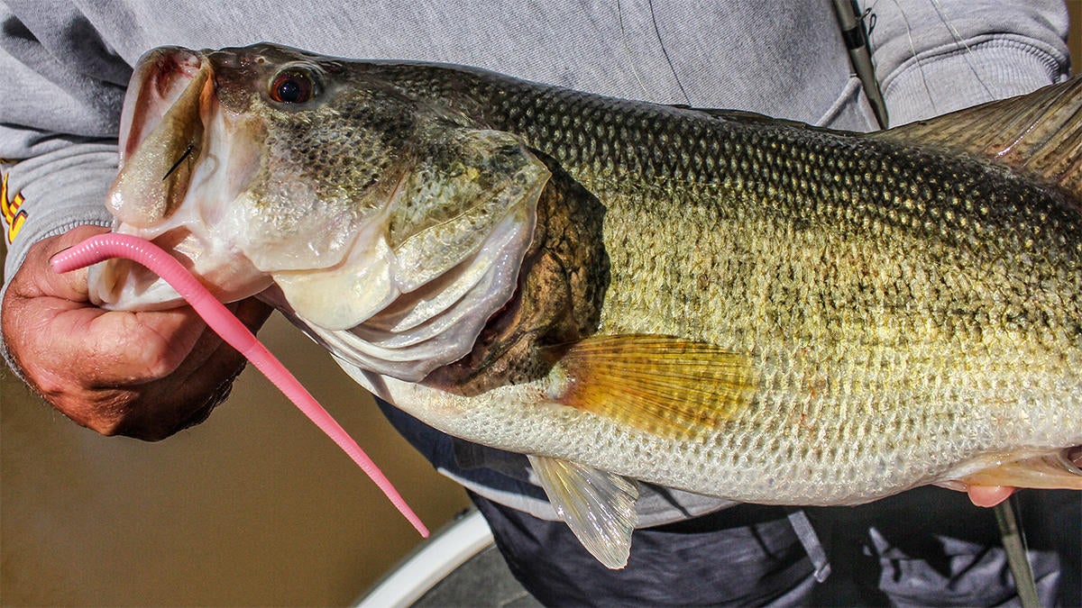 How to Power Fish with Floating Worms