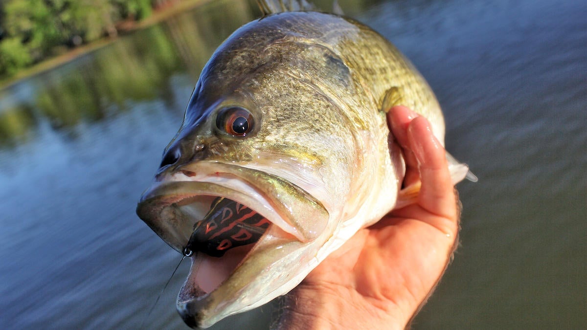 bass-fishing-frog-selection-3.jpg