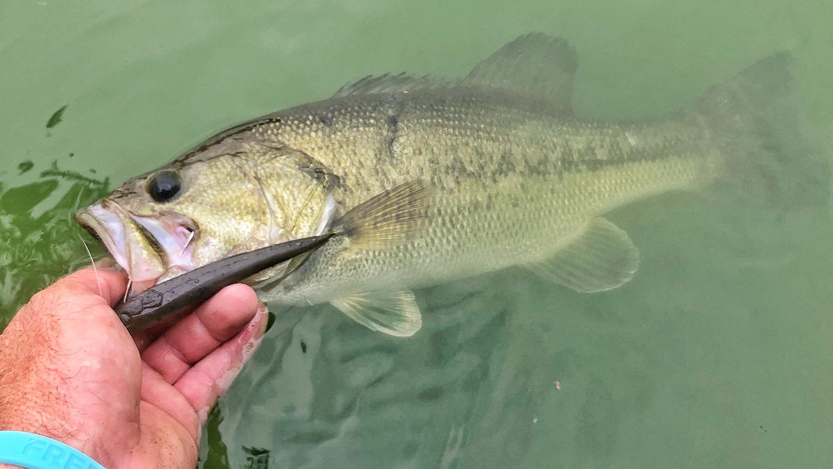 Nishine Lure Works Namazu Stick Bait Review - Wired2Fish.com